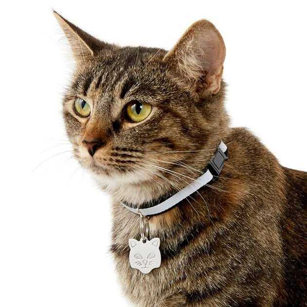 Stainless Steel Personalized Dog & Cat ID Tag Q4054