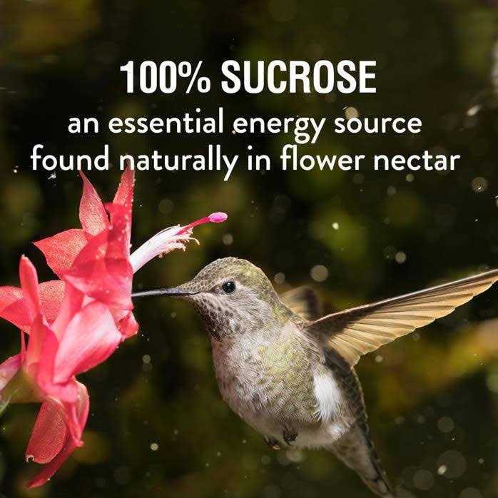 Hummingbird Nectar B31954