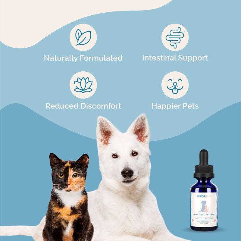 Herbal Dewormer for Dogs E47934