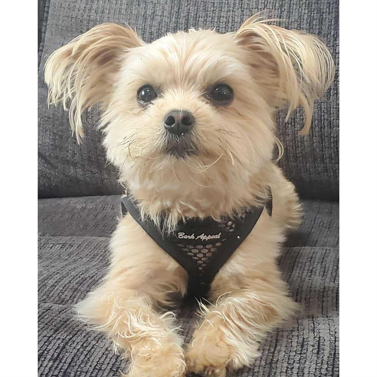 Mesh Harness X285716
