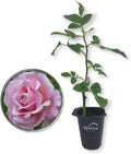 Belinda's Dream Rose Bush T6331