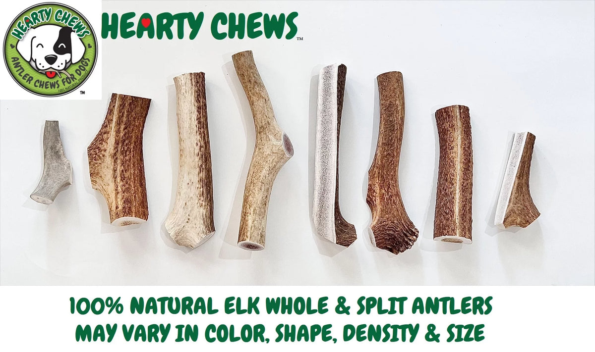 Elk Antler Dog Bone Q115838