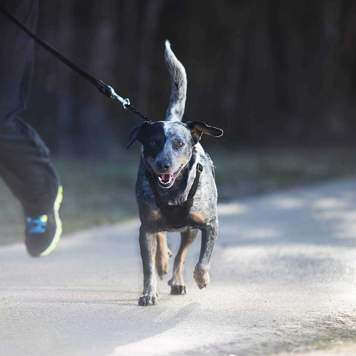 Mesh Non Pull Dog Harness I926008