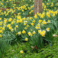 Mixed Daffodils 10 - 24 Inches S443354