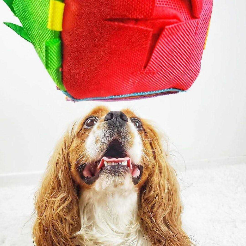 Dog Puzzle Toy W4607