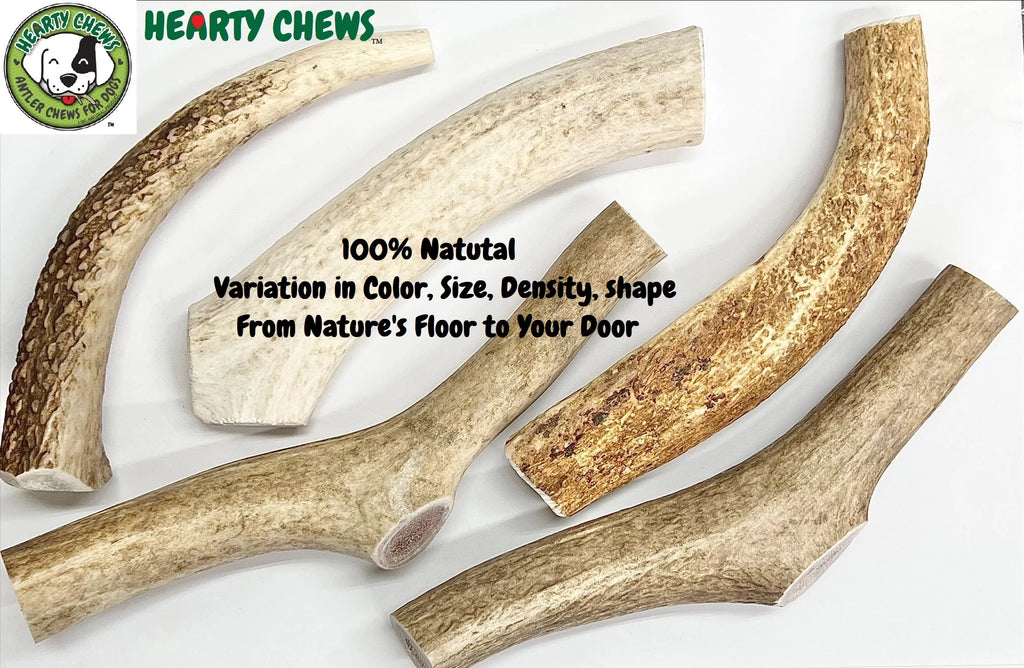 Elk Antler Dog Bone Q115838
