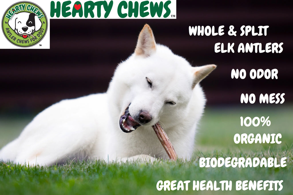 Elk Antler Dog Bone Q115838