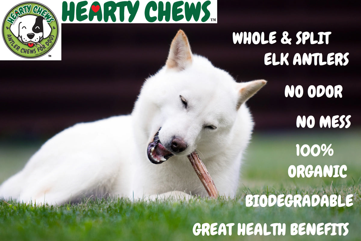 Elk Antler Dog Bone Q115838