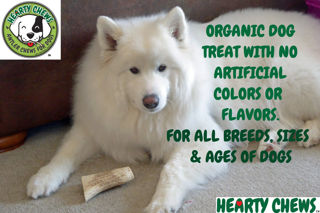 Elk Antler Dog Bone Q115838