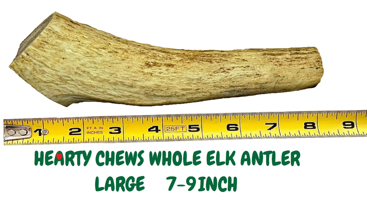 Elk Antler Dog Bone Q115838