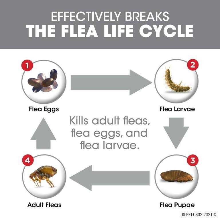Flea Tick Dogs Q9085